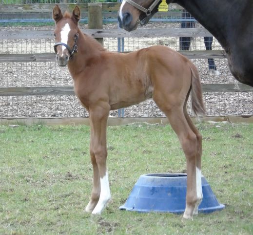 2021 filly by Ribchester